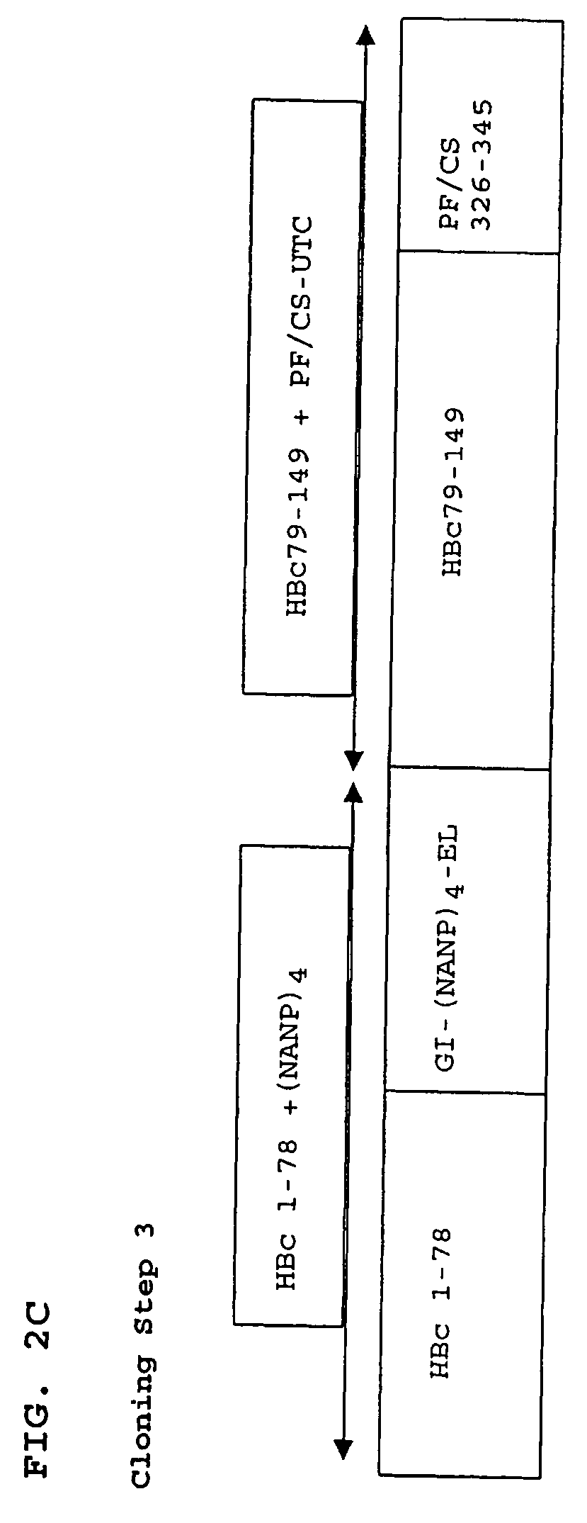 Malaria immunogen and vaccine