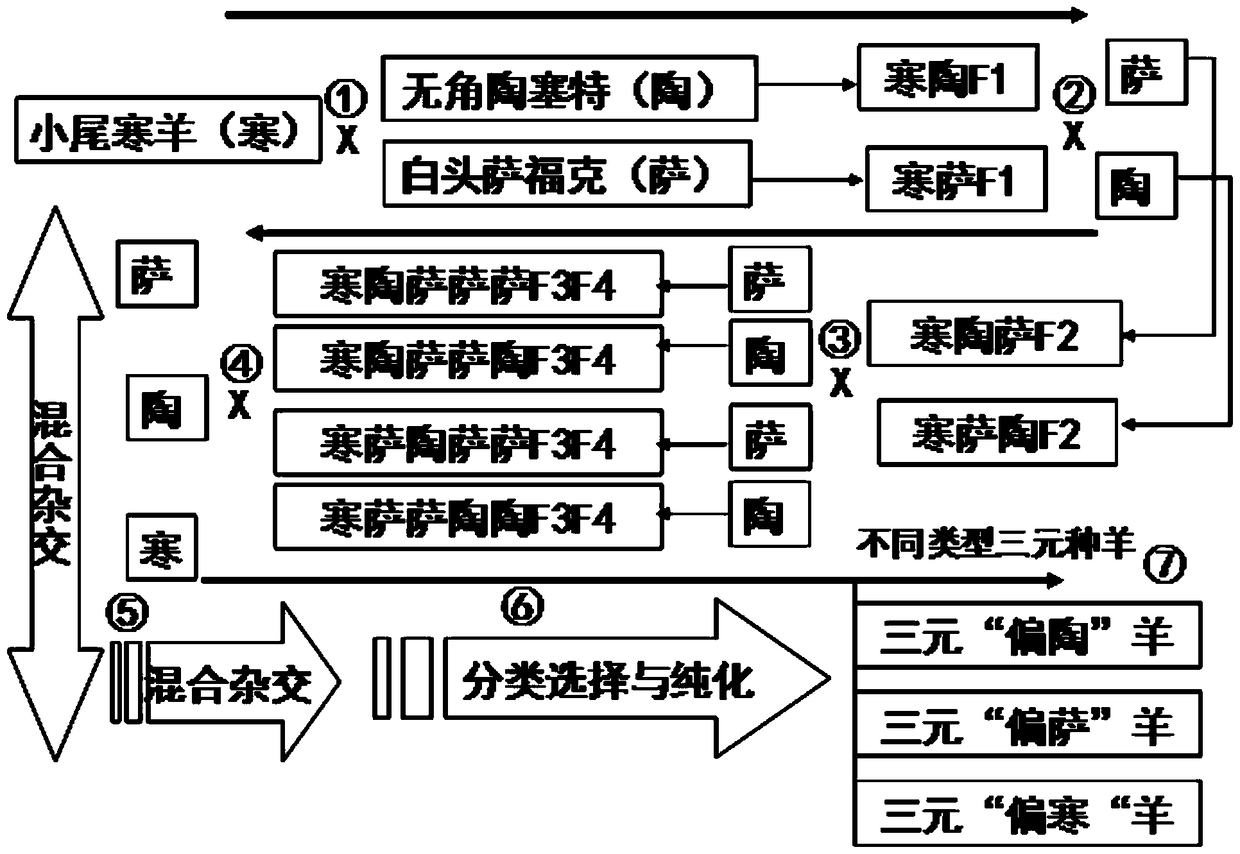 A kind of breeding method of three-element hybrid sheep