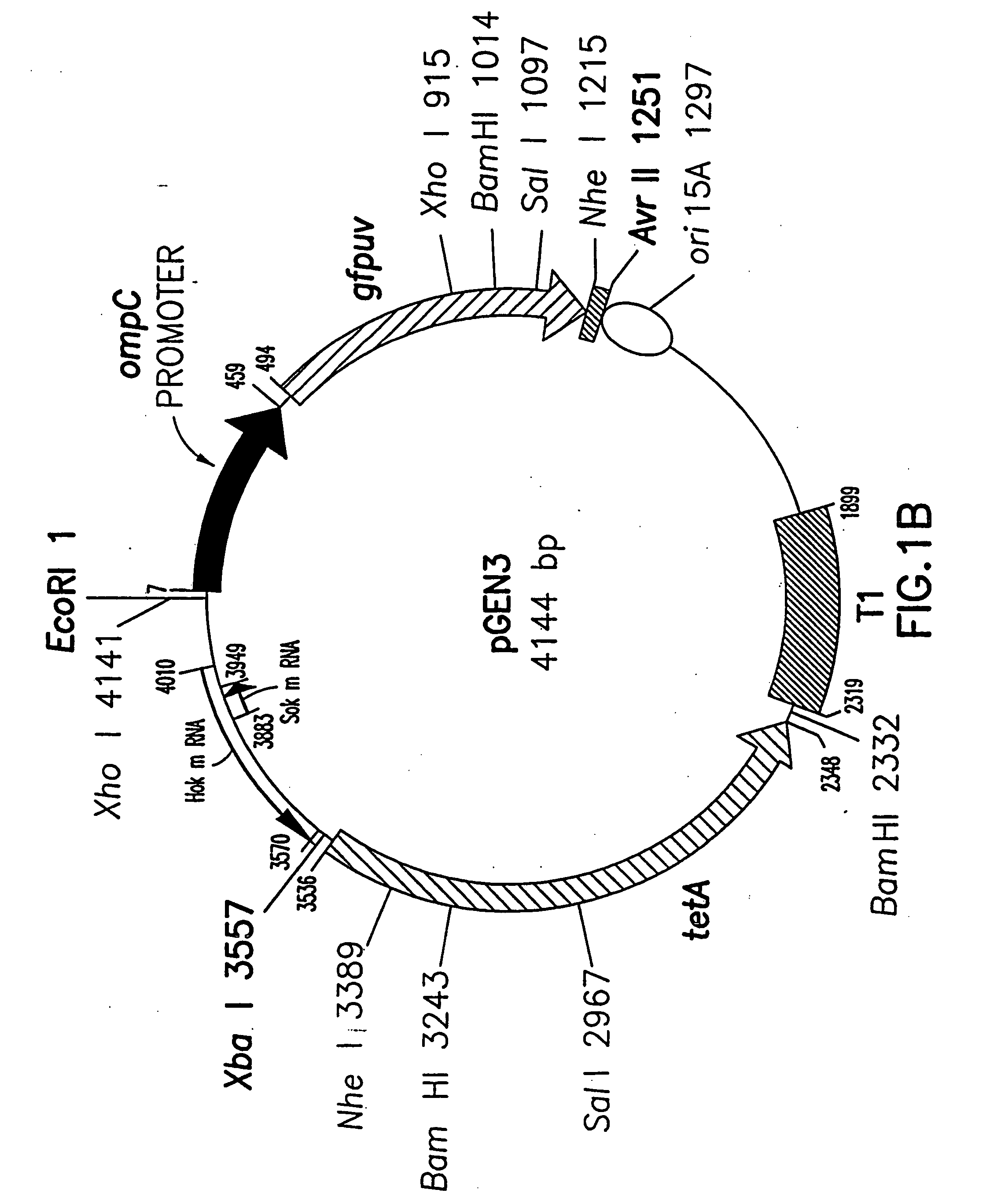 Plasmid maintenance system for antigen delivery