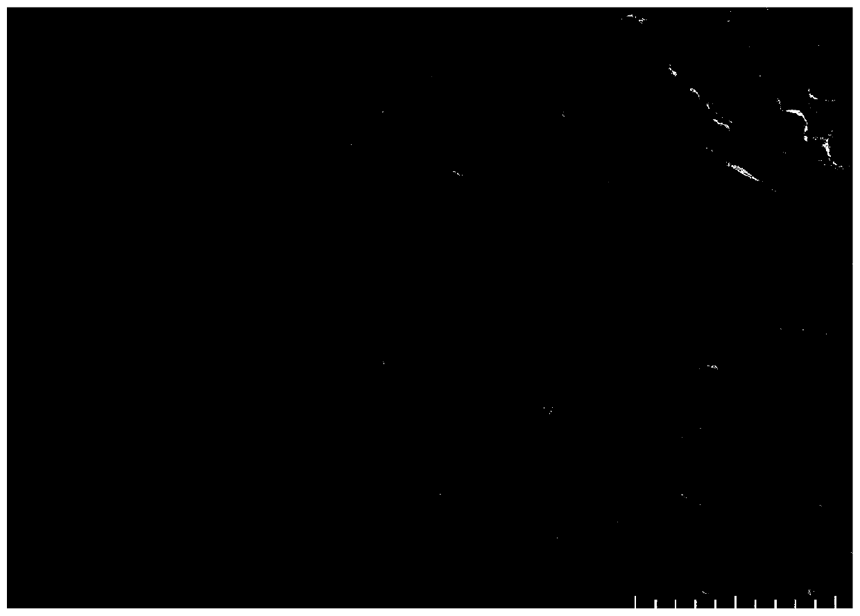 Biological sponge based on acellular small intestinal submucosa and preparation method thereof