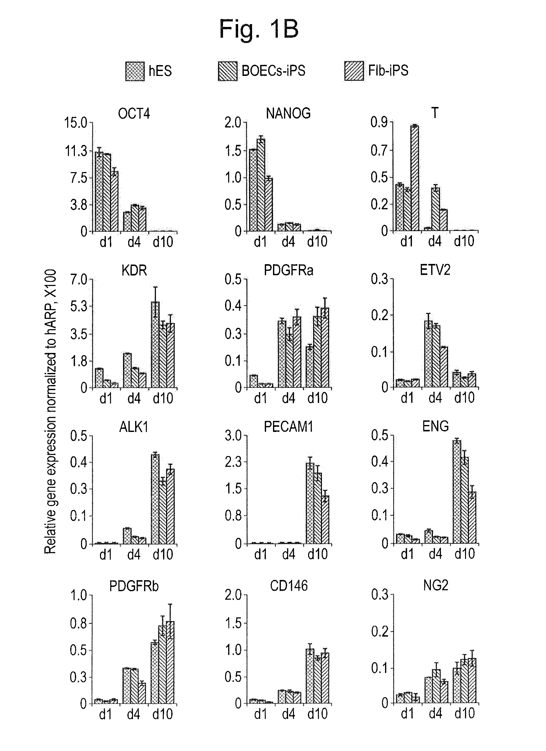 Differentiation and expansion of endothelial cells from pluripotent stem cells and the in vitro formation of vasculature like structures