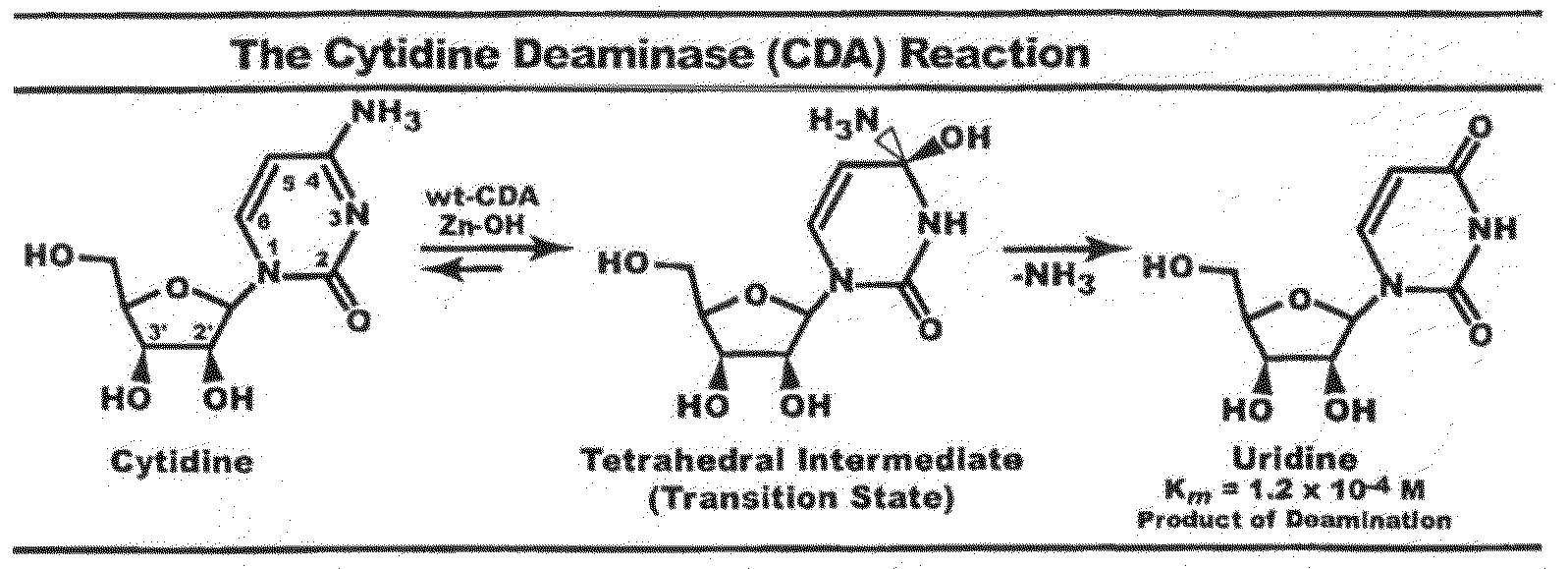 Context dependent inhibitors of cytidine deaminases and uses thereof