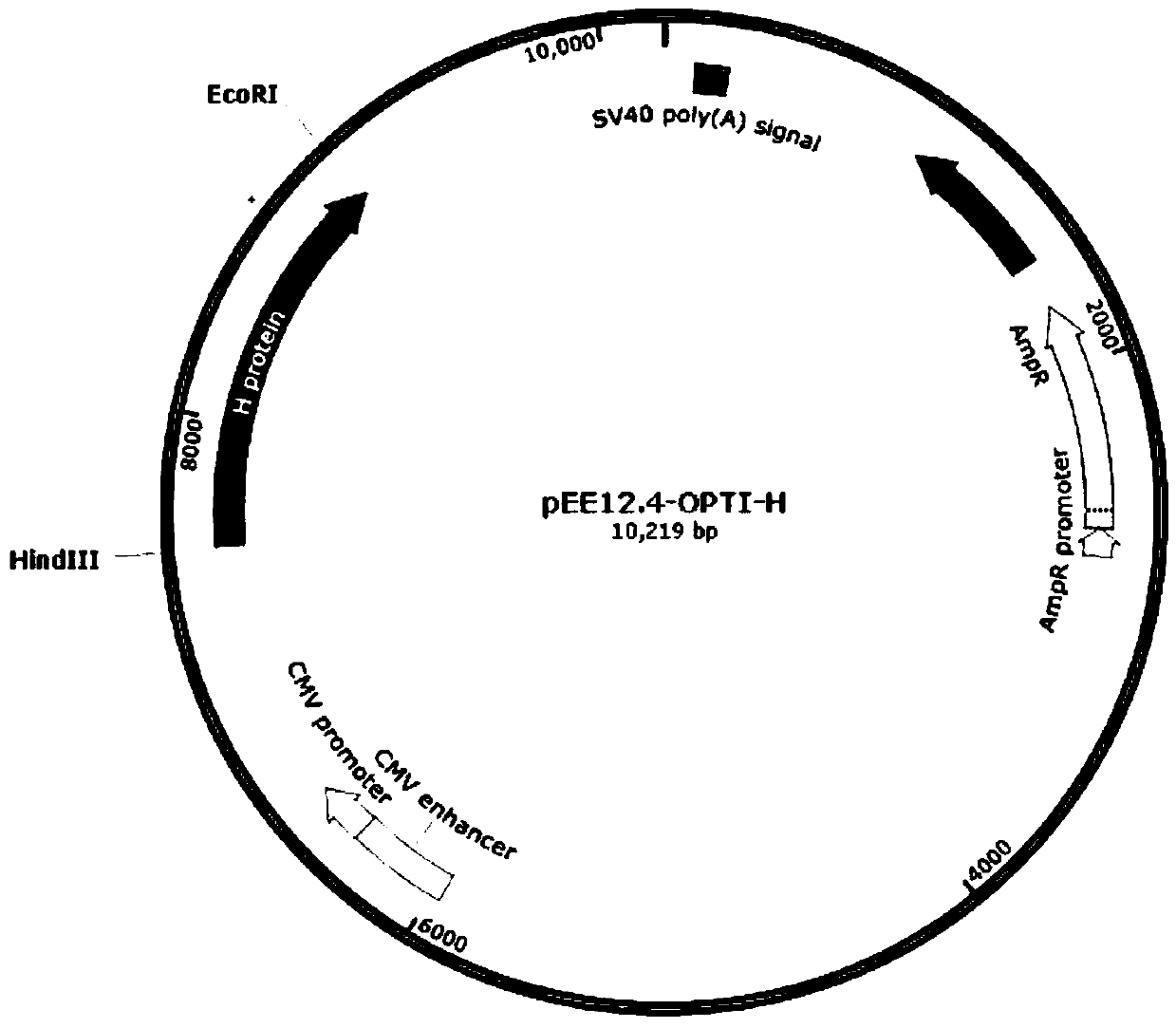 Subunit H protein of peste des petits ruminants virus and preparation method and application of subunit H protein