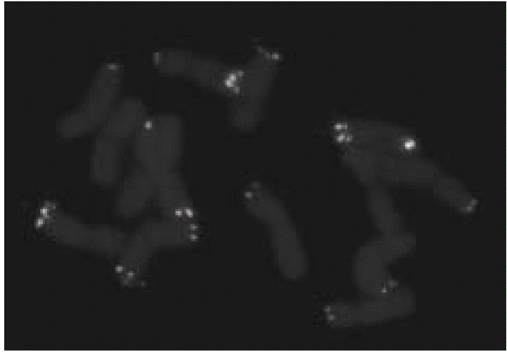 Agropyron cristatum chromosome end portion specific tandem repeat sequence and application thereof