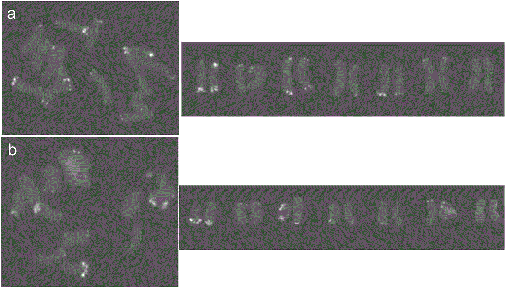 Agropyron cristatum chromosome end portion specific tandem repeat sequence and application thereof