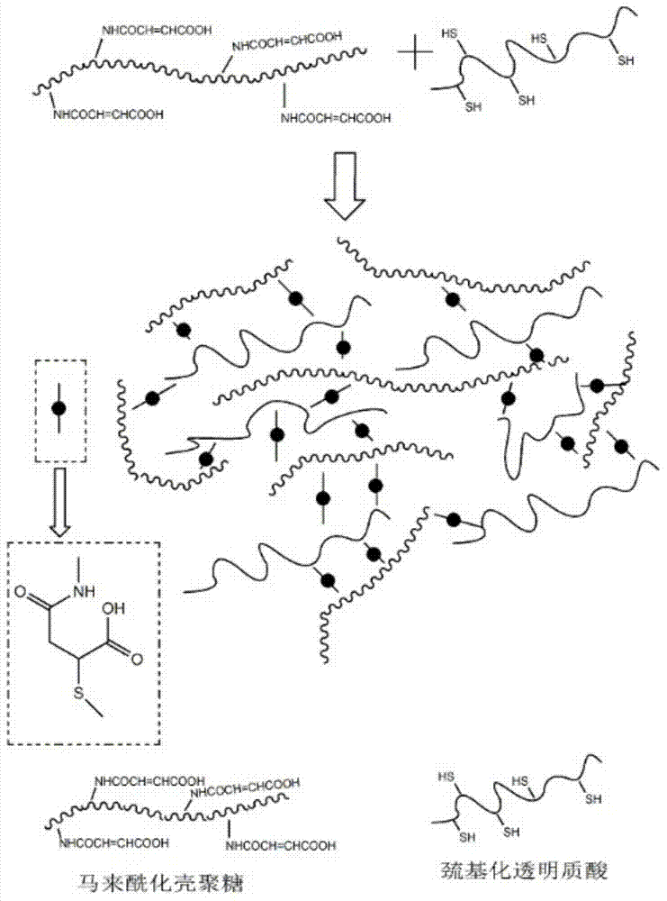 A kind of natural polysaccharide-based hydrogel and its preparation and application in eye conjunctival repair