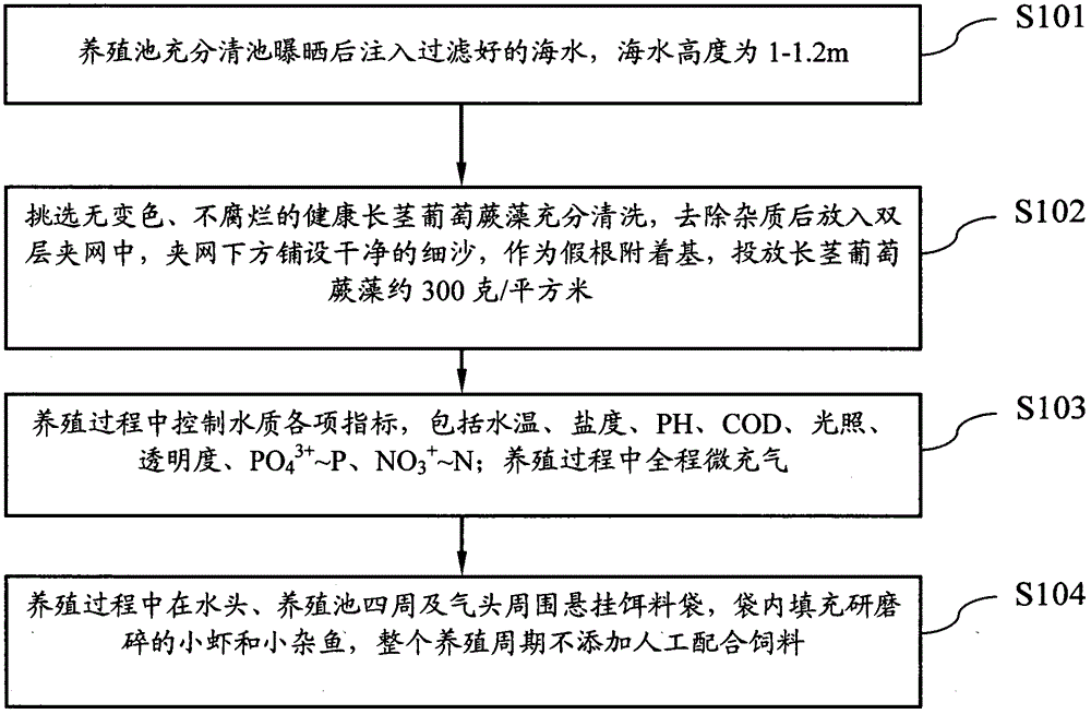 Artificial ecological culturing method for caulerpa lentillifera