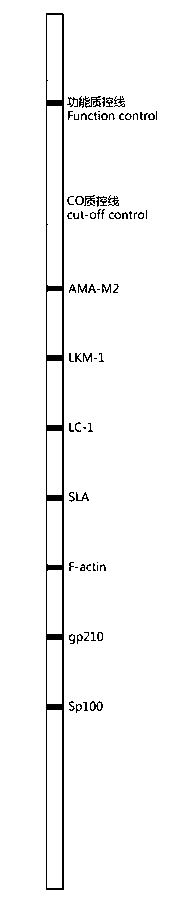 Preparation method of membrane strip of kit for detecting autoantibody spectrum related to autoimmune liver disease (AILD) and kit composed of same