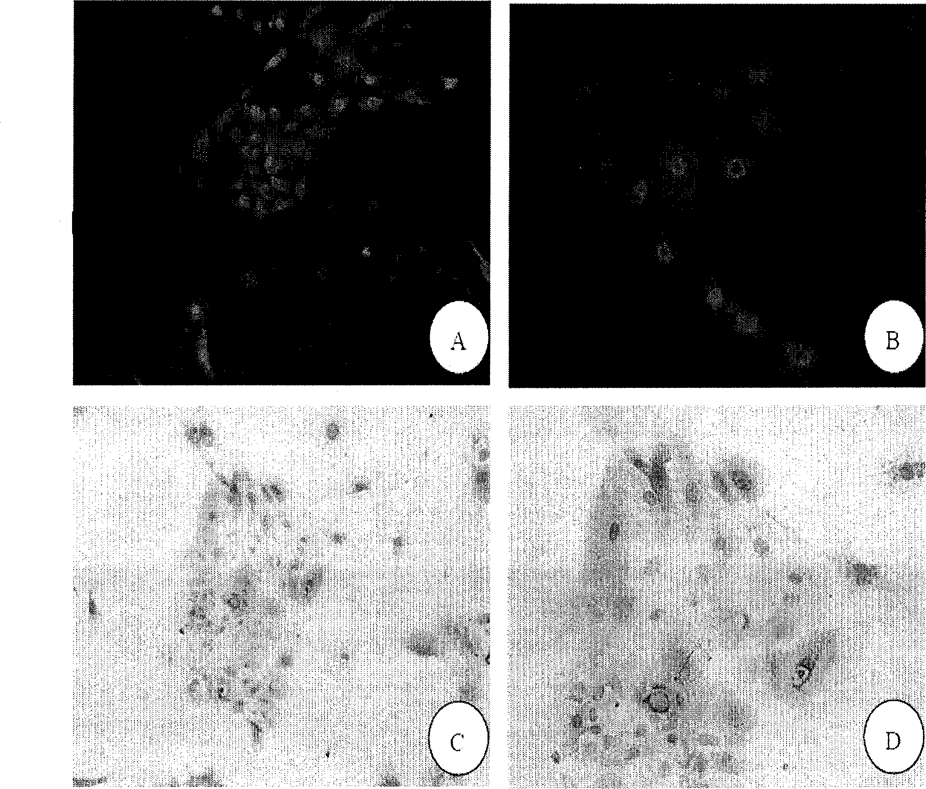 Method for preparing mucosal graft