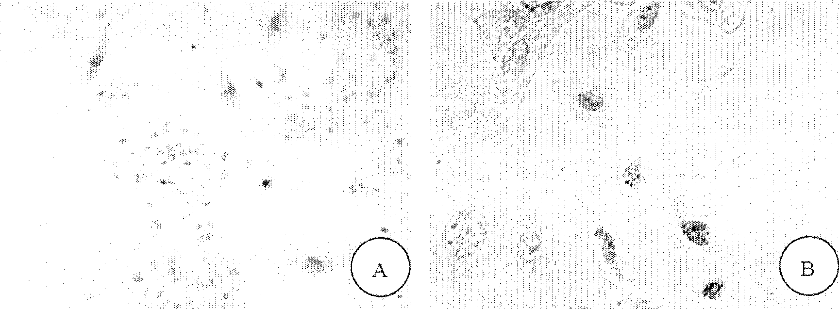 Method for preparing mucosal graft