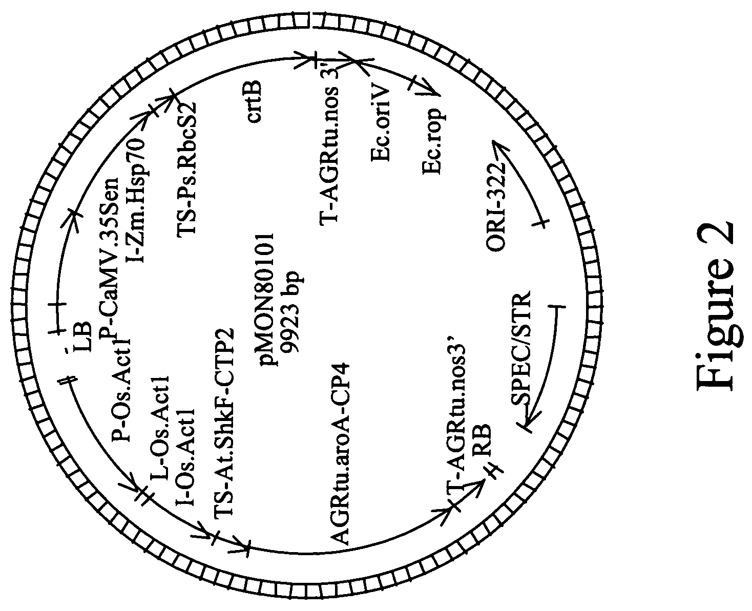 DNA constructs and methods to enhance the production of commercially viable transgenic plants