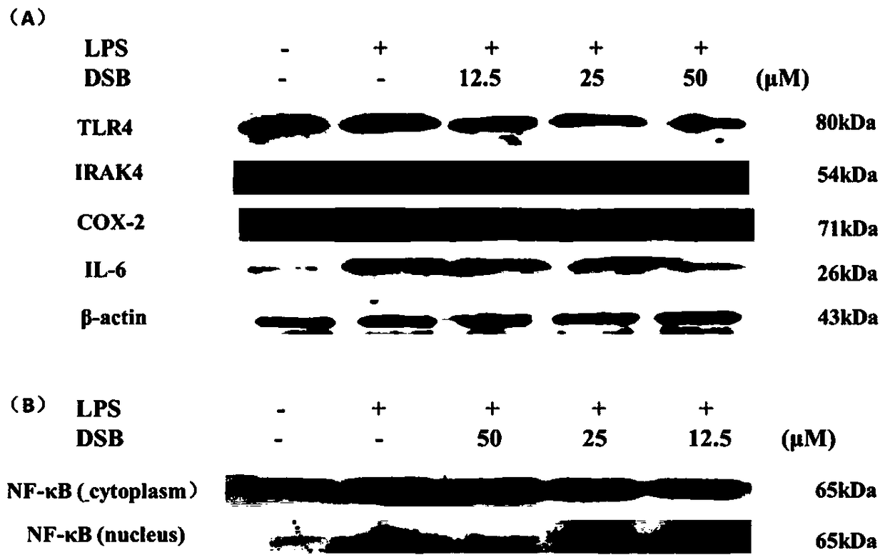 TLR4/MD2 inhibitors and application thereof in anti-inflammatory drugs