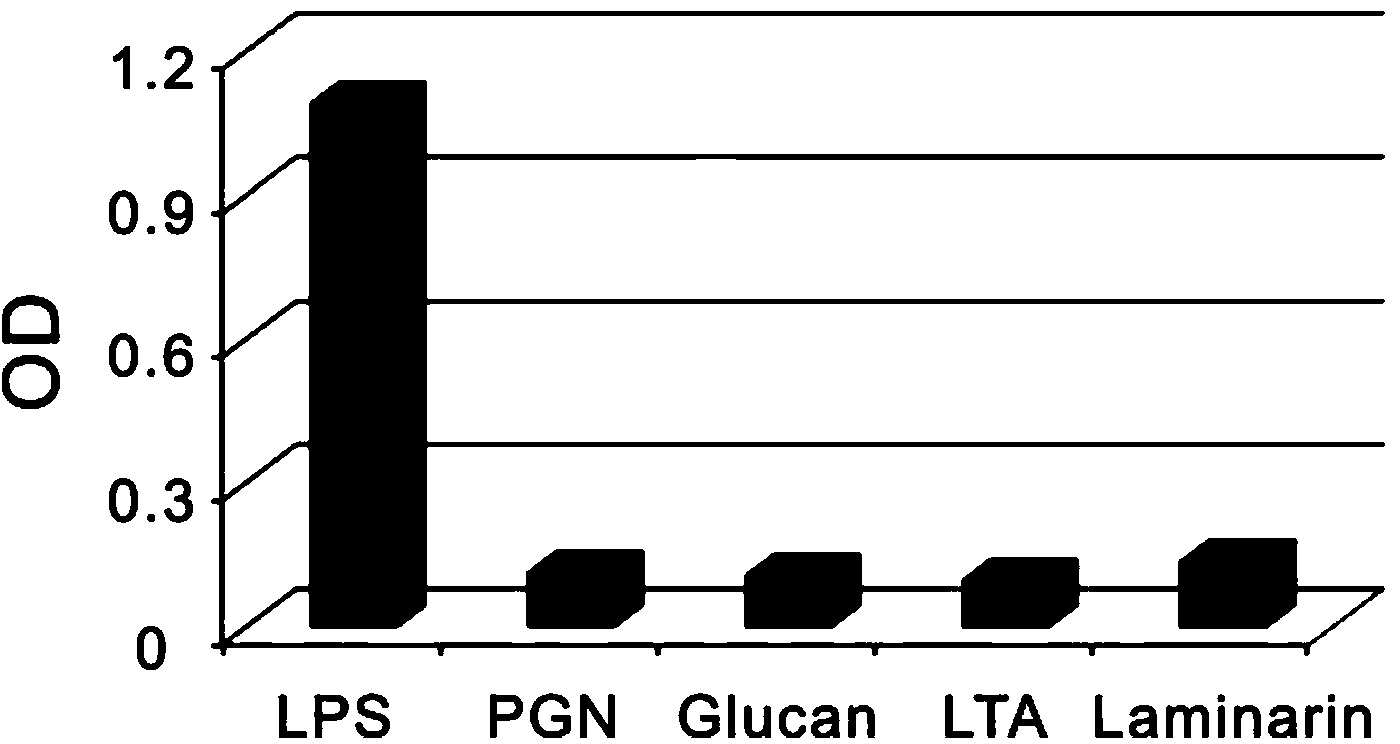 Novel shellfish pattern recognition receptor LRPP (Leucine-rich Repeat Protein) specifically combined with LPS (Lipopolysaccharide)