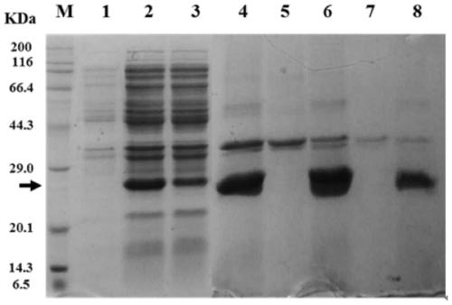 Recombinant virus-like particle expressed based on inclusion body form, preparation method and application thereof