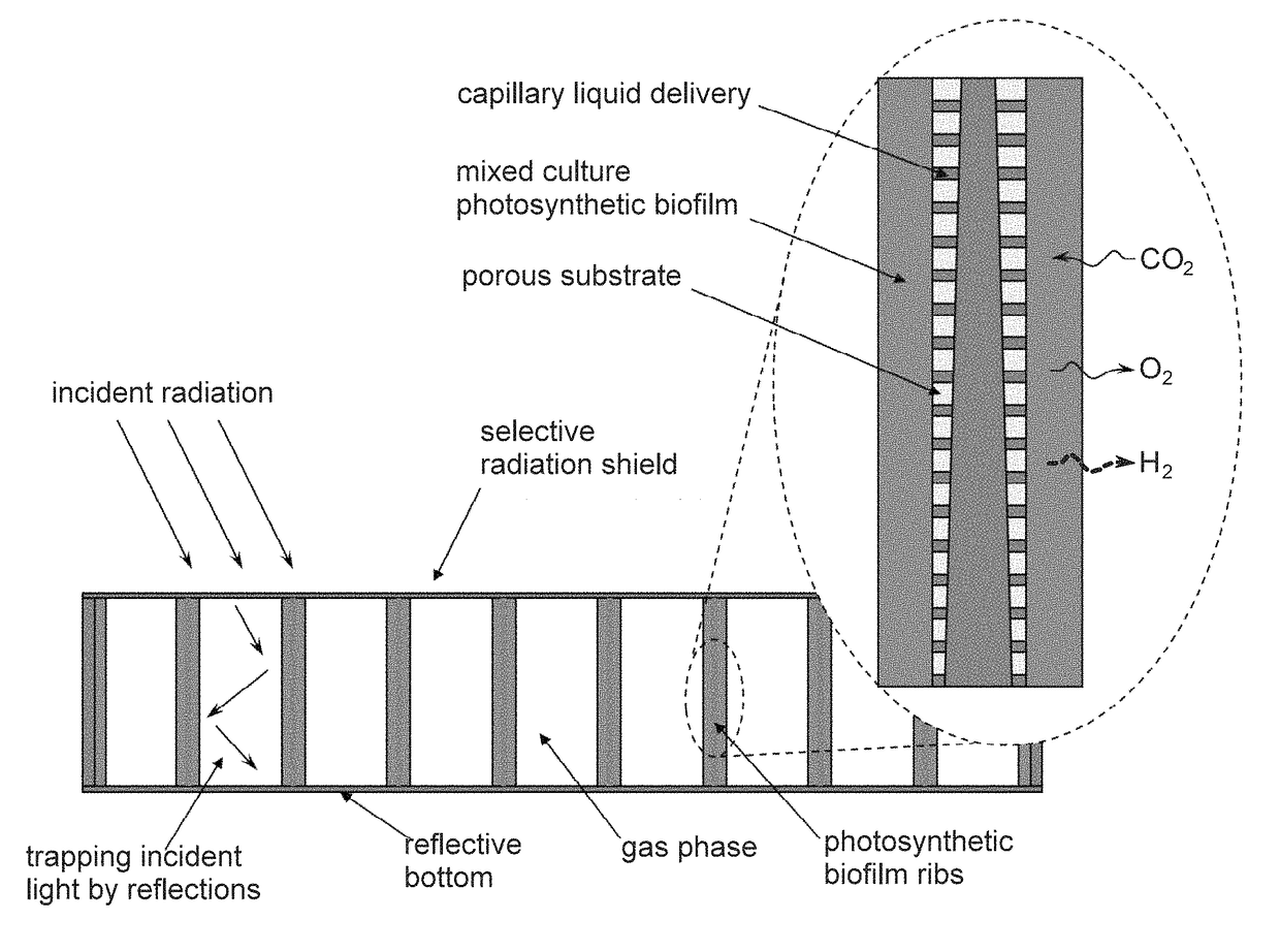 Microorganism cultivation platform for human life support