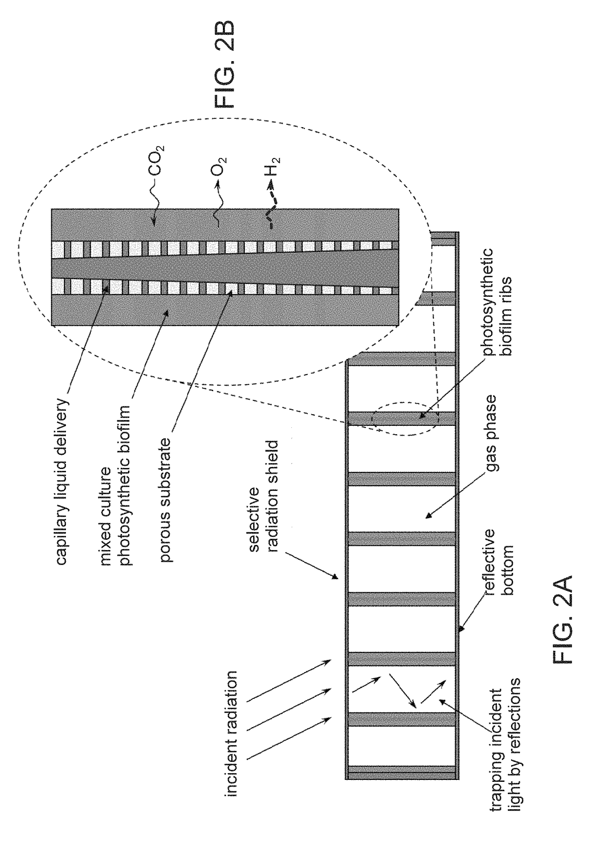 Microorganism cultivation platform for human life support