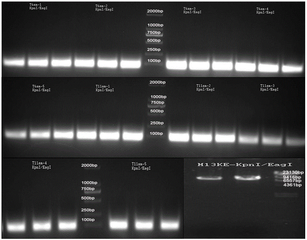 Optimized targeted MD-2 efficient anti-inflammatory polypeptide