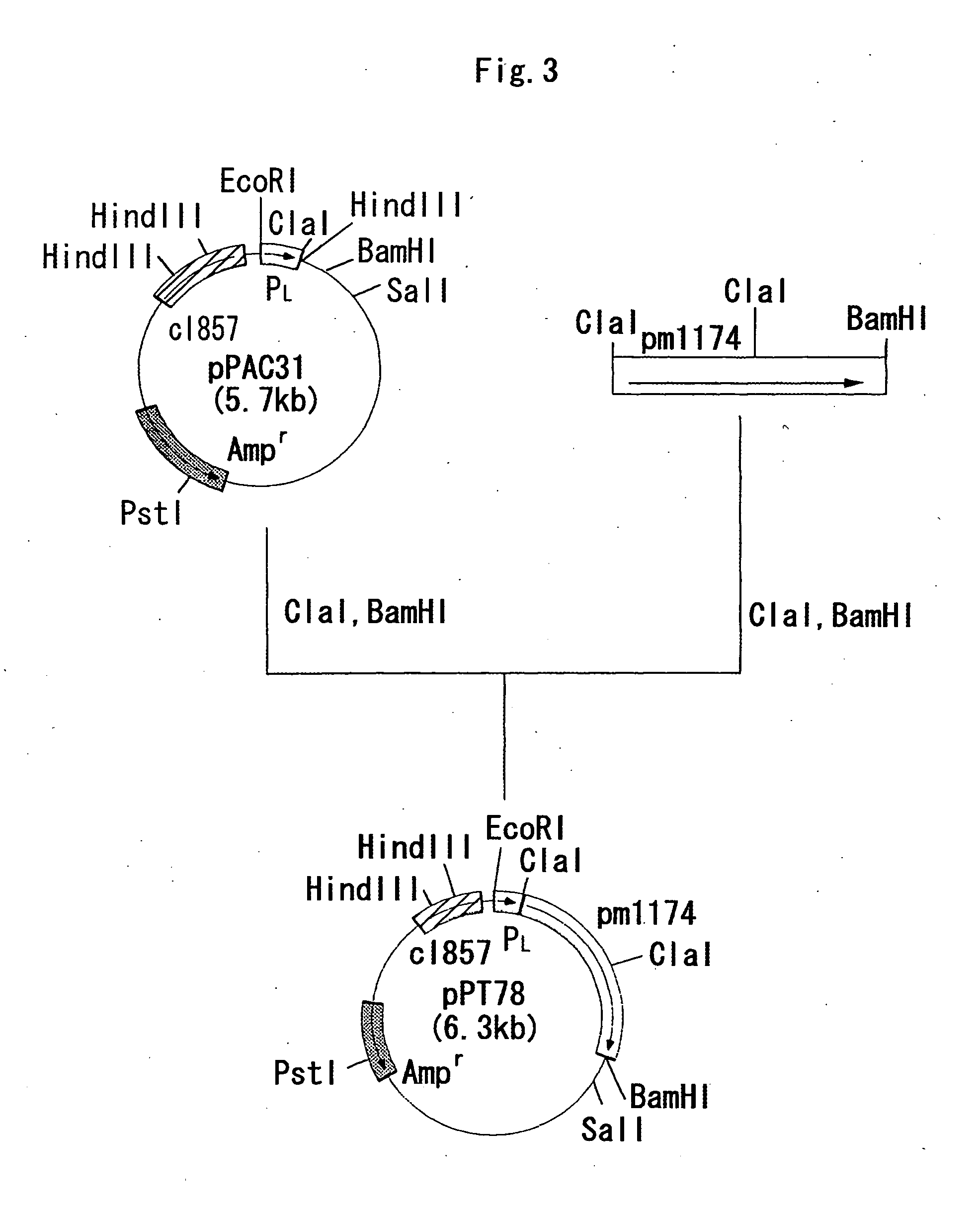 Process for producing alpha 2,3/ alpha 2,8-sialyltransferase and sialic acid-containing complex sugar