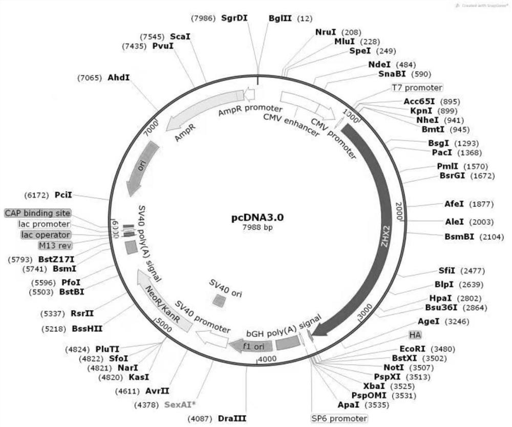 Application of transcription factor zhx2 in NK cell regulation