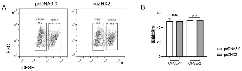 Application of transcription factor zhx2 in NK cell regulation