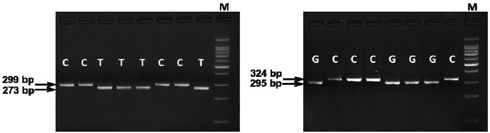 Molecular marker TaSnRK2.3B related with thousand seed weight of wheat and content of soluble sugar in wheat straw and application of molecular marker TaSnRK2.3B