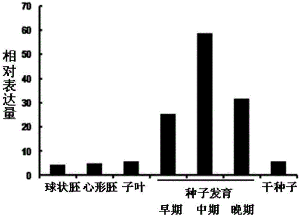 Applications of grease metabolism related protein GmNF307 in plant grease metabolism regulation