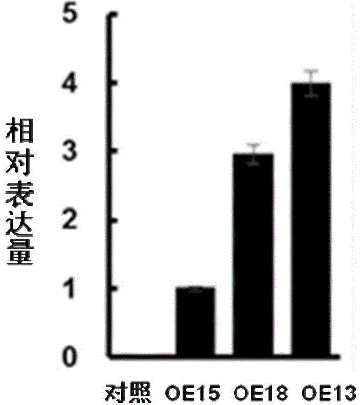 Applications of grease metabolism related protein GmNF307 in plant grease metabolism regulation