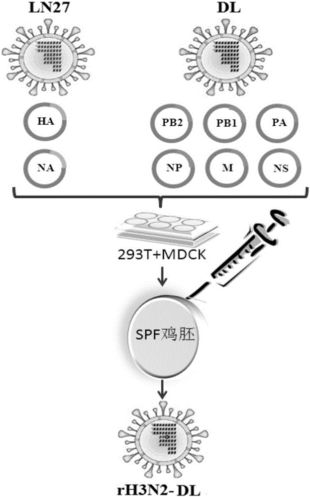 Recombinant canine influenza virus strain, its preparation method and vaccine prepared therefrom