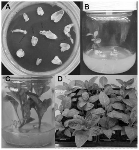 Belladonna calmodulin abcam1 gene and its recombinant plant expression vector and application