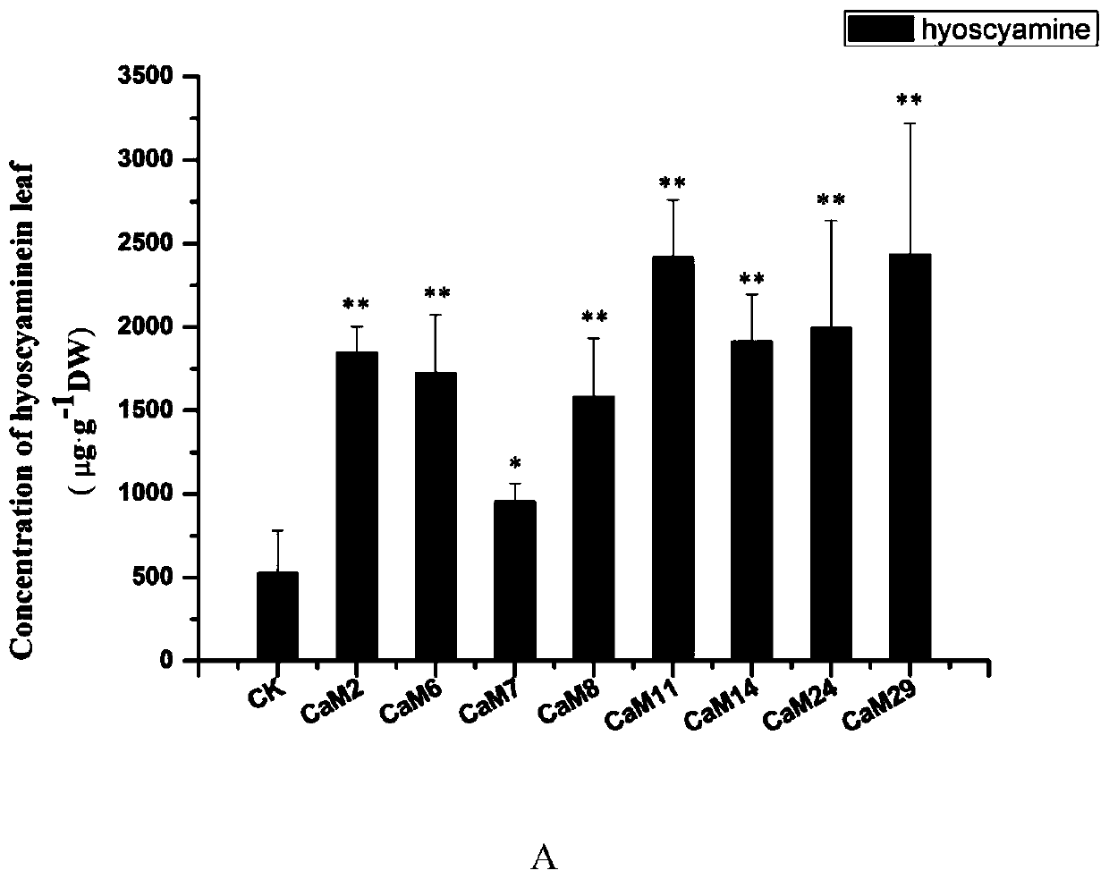 Belladonna calmodulin abcam1 gene and its recombinant plant expression vector and application