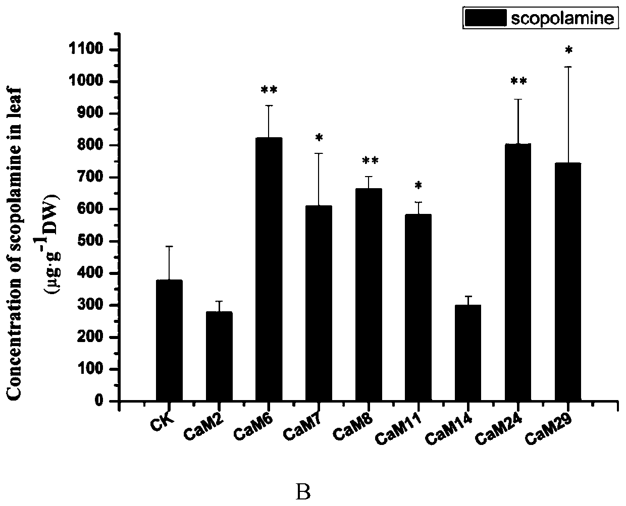 Belladonna calmodulin abcam1 gene and its recombinant plant expression vector and application