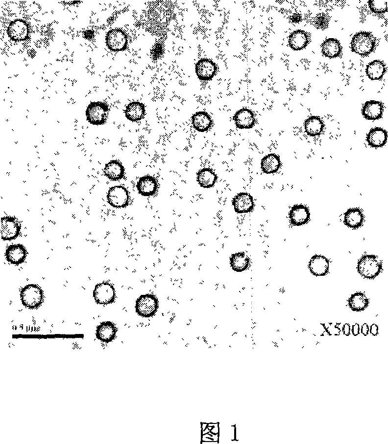 Antibiotic medicament containing amoxicillin nano granule and potassium clavulanate