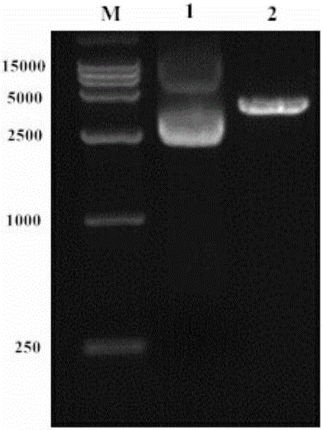 Animal sex control method based on Rbmy gene editing and application