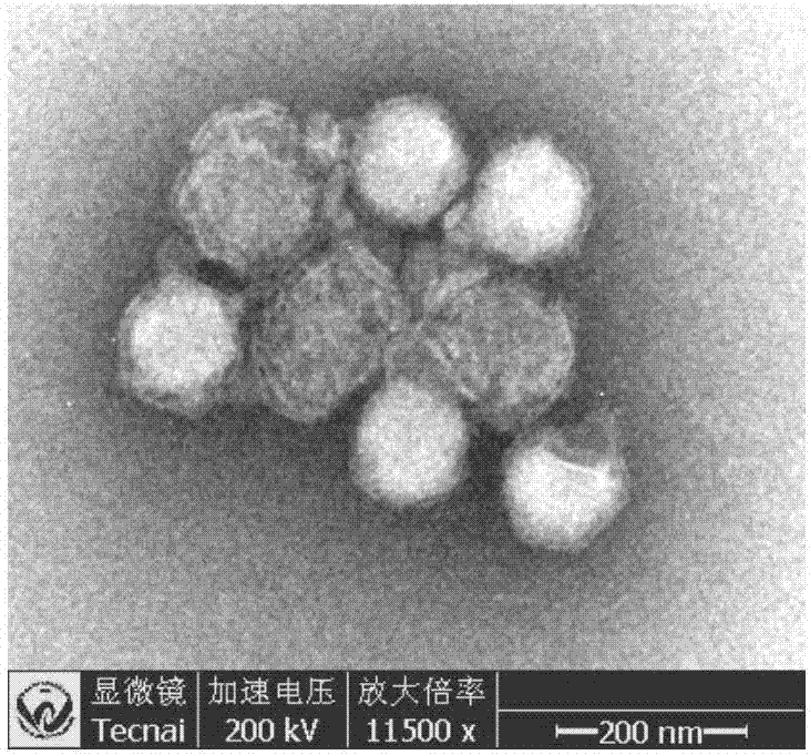 Determination method of effective antigen contents of infectious spleen and kidney necrosis virus inactivated vaccine and kit