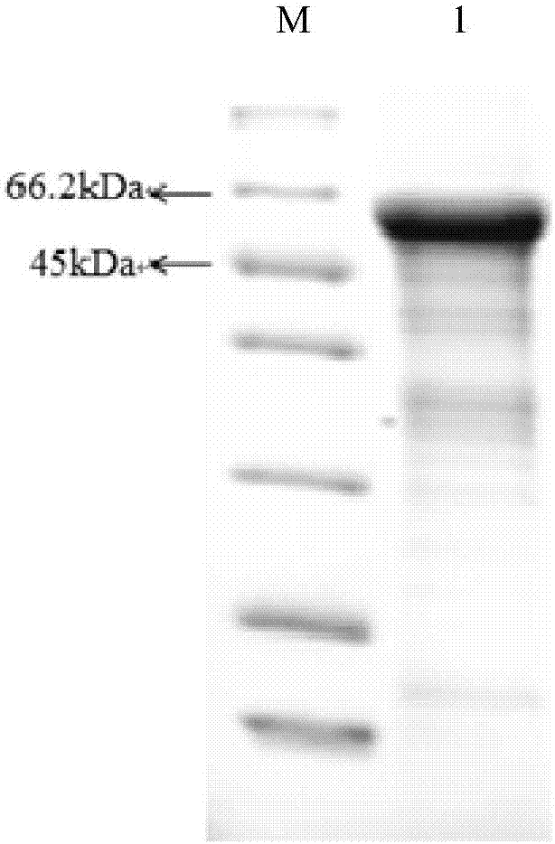 Determination method of effective antigen contents of infectious spleen and kidney necrosis virus inactivated vaccine and kit