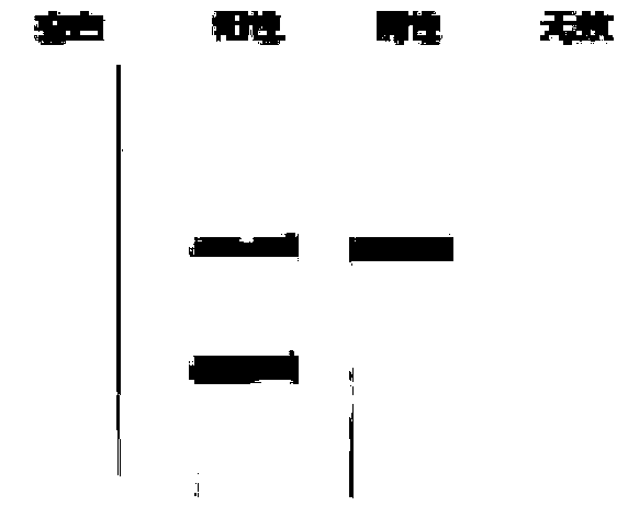 Lateral flow test paper strip detection kit for detection of rabbit source components in food and feed and application thereof