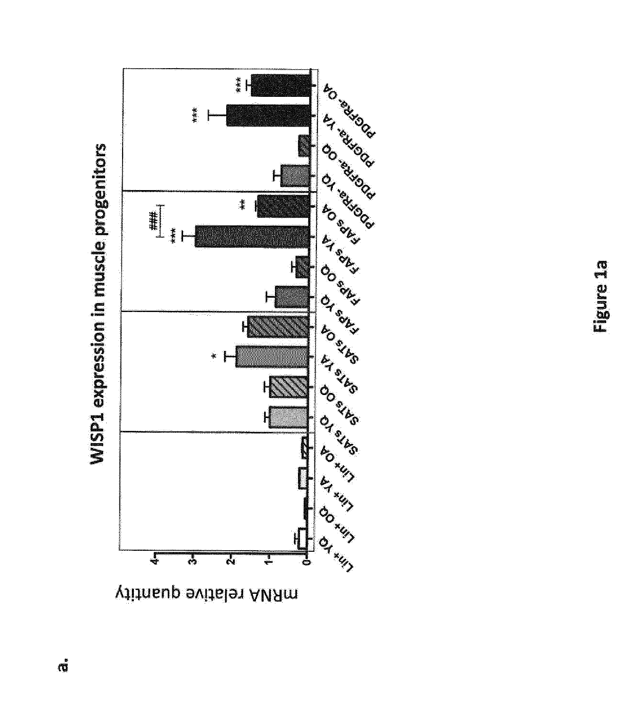 Methods for treating sarcopenia  and muscle injury