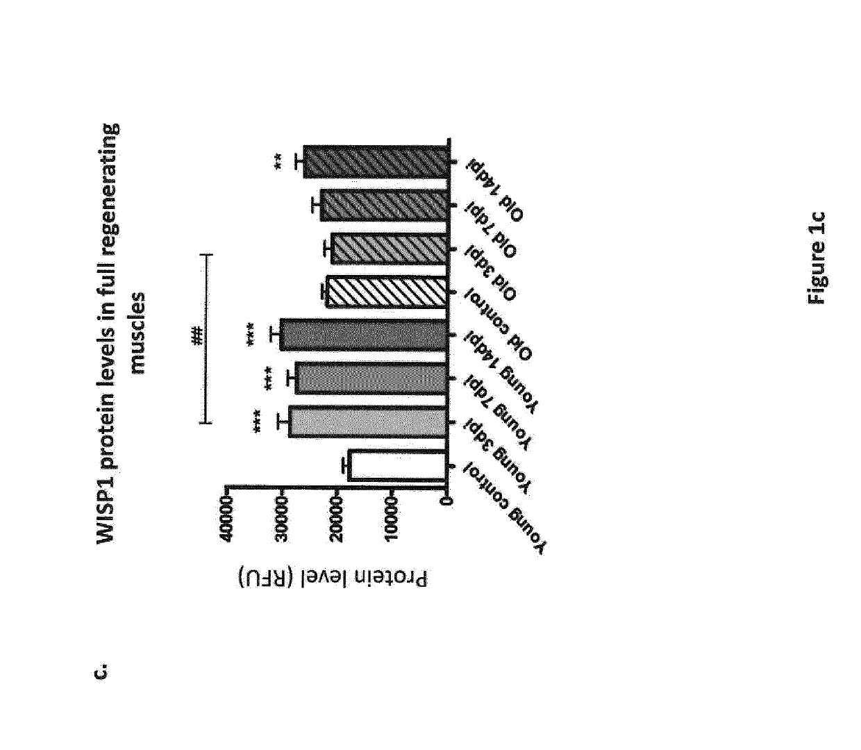 Methods for treating sarcopenia  and muscle injury