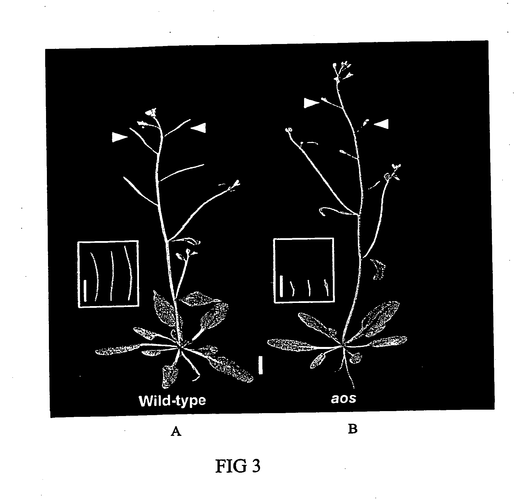 Methods of controlling reproduction in plants