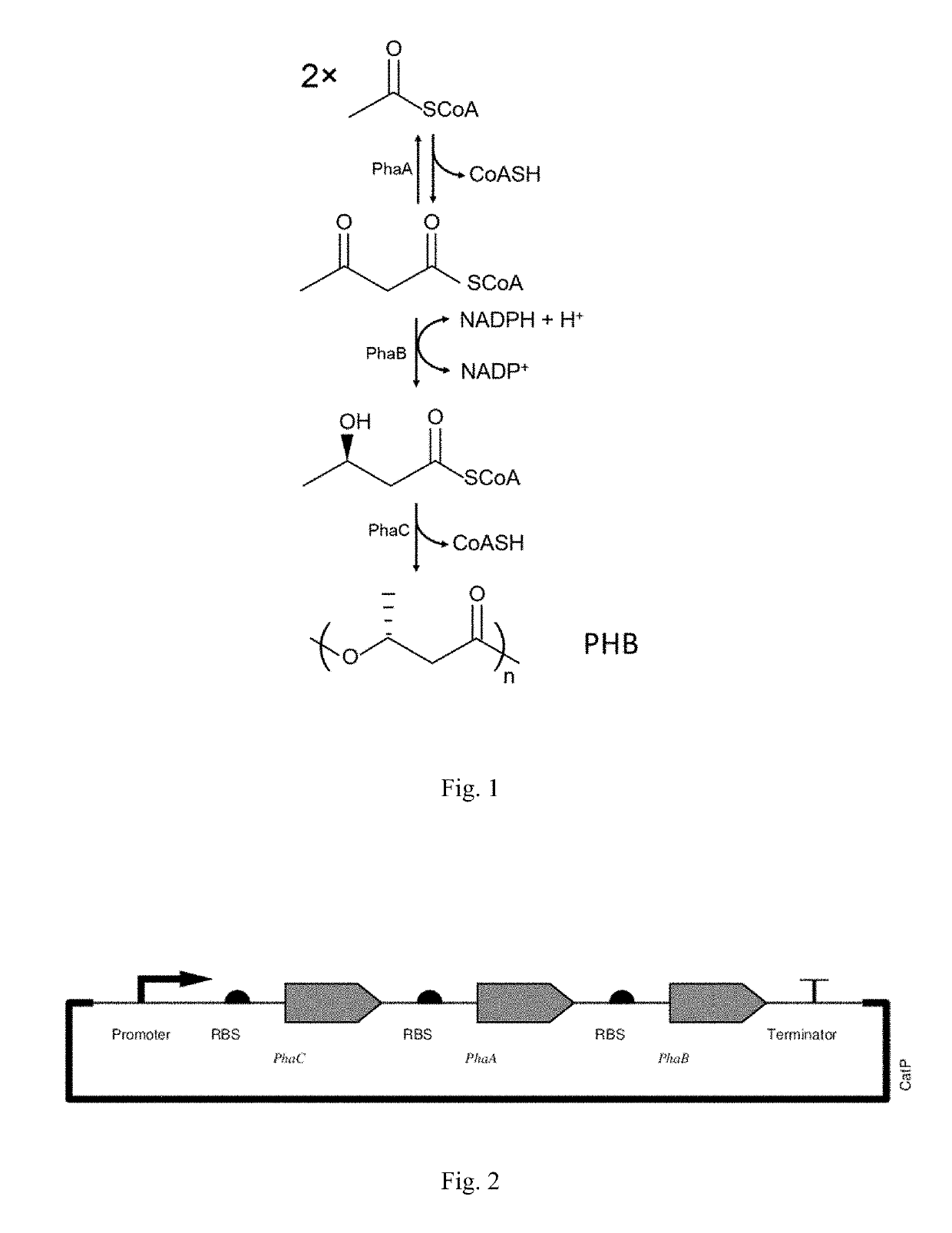 Production of polyhydroxybutyrate in wood-ljungdahl microorganisms