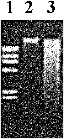 DNA (deoxyribonucleic acid) preserving solvent and DNA preserving method