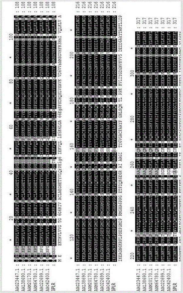 Coding sequences and applications of isatis indigotica fortune pinoresinol reductase protein