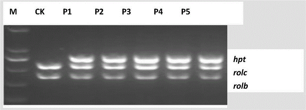 Coding sequences and applications of isatis indigotica fortune pinoresinol reductase protein