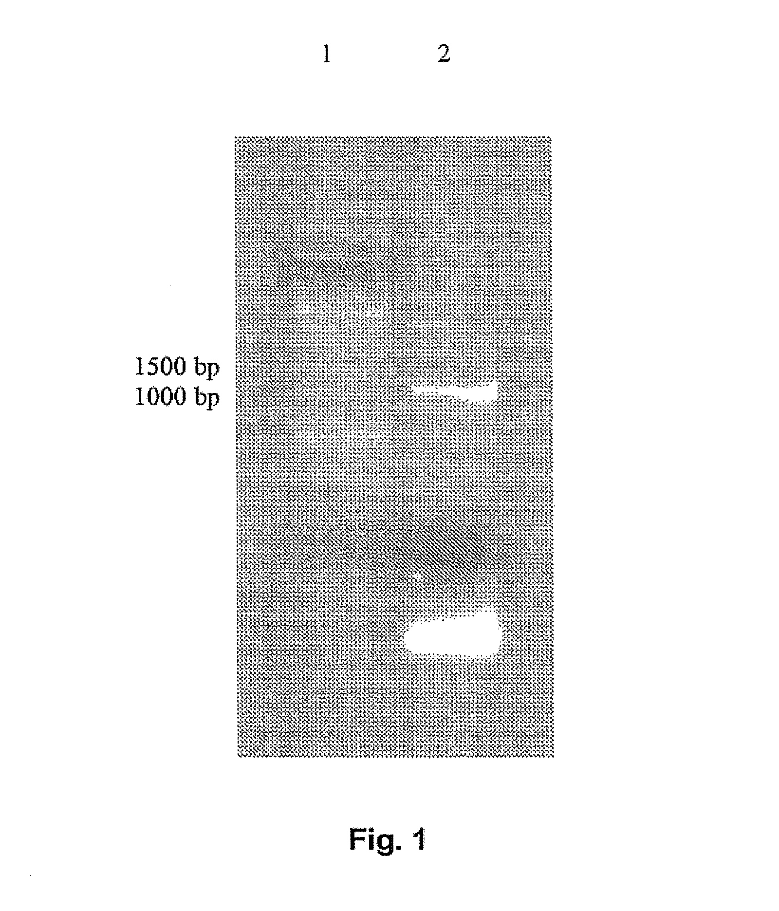 7 α-hydroxysteroid dehydrogenase knockout mutants and use therefor