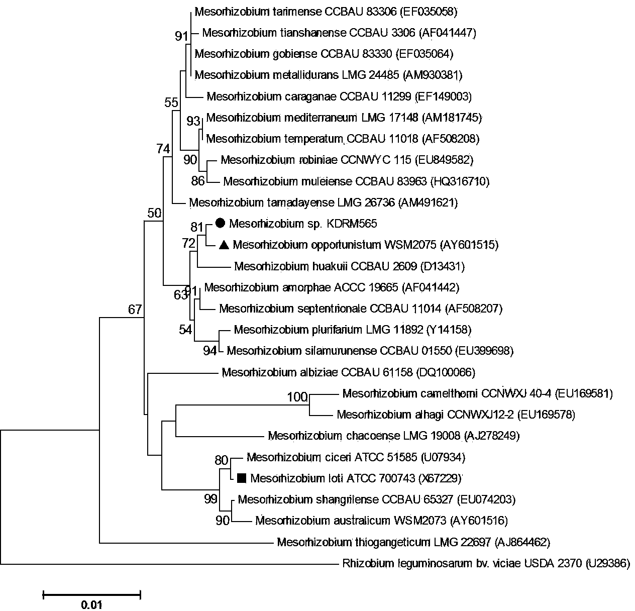 Mesorhizobium KDRM 565 and application thereof