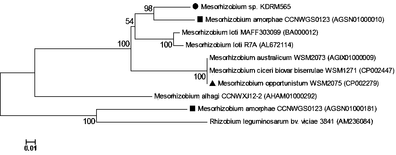 Mesorhizobium KDRM 565 and application thereof