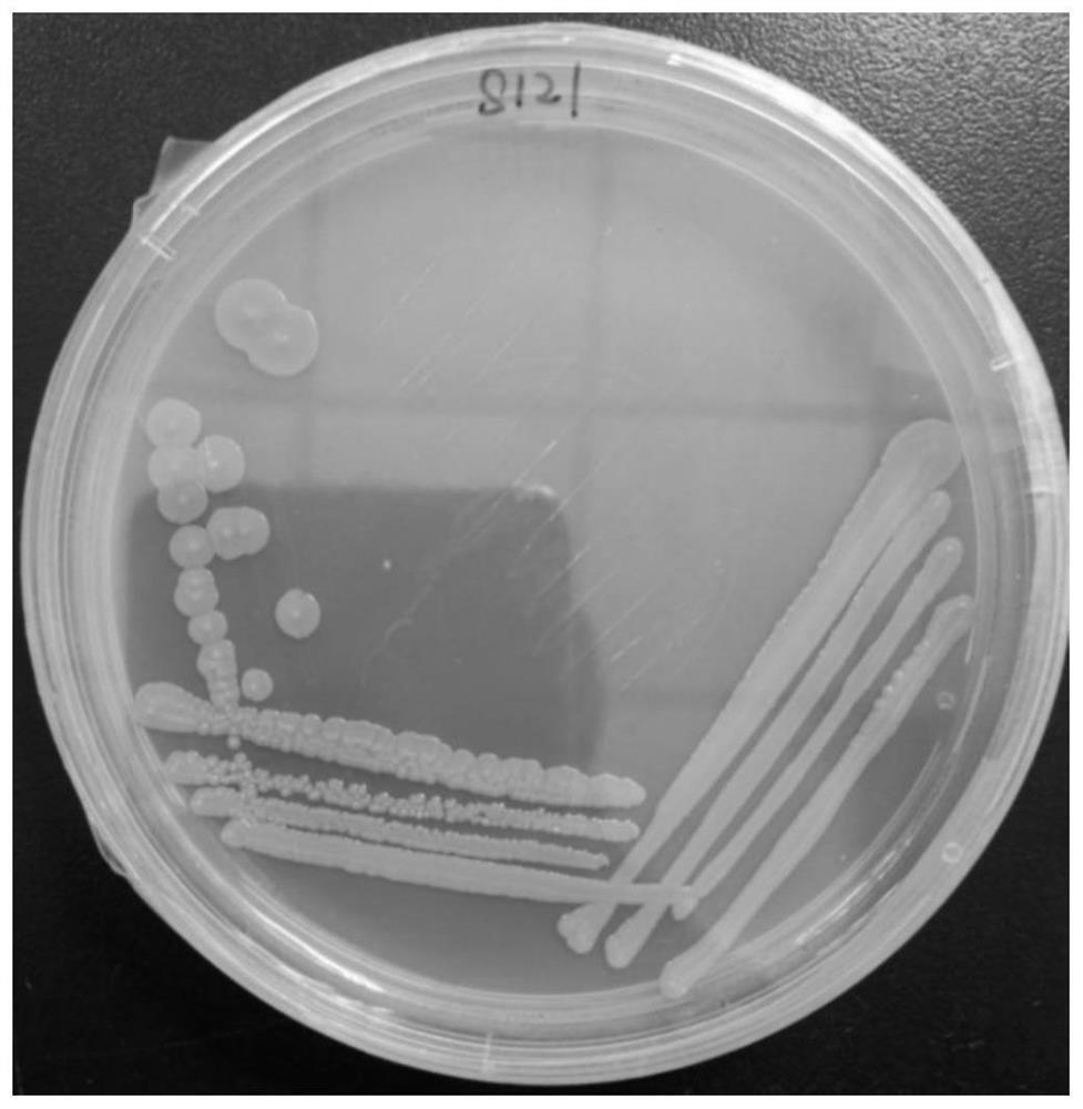 Sphingobacterium oryzae and application thereof