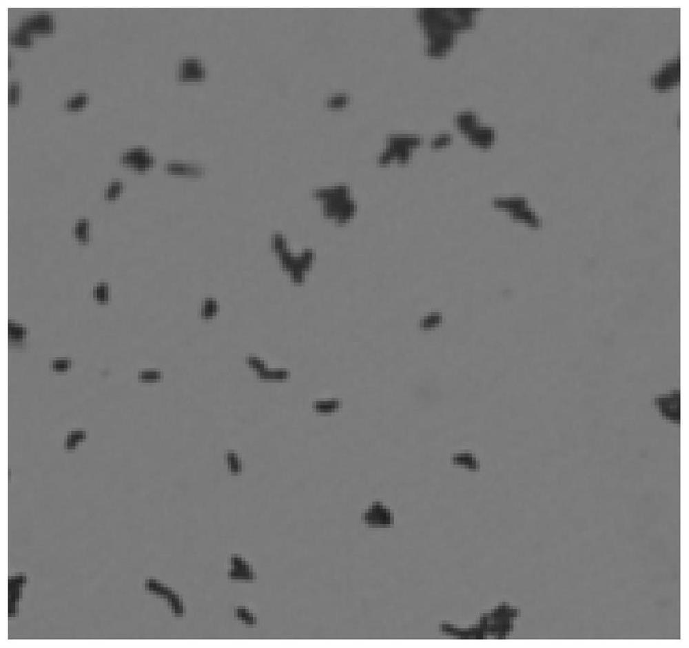 Sphingobacterium oryzae and application thereof