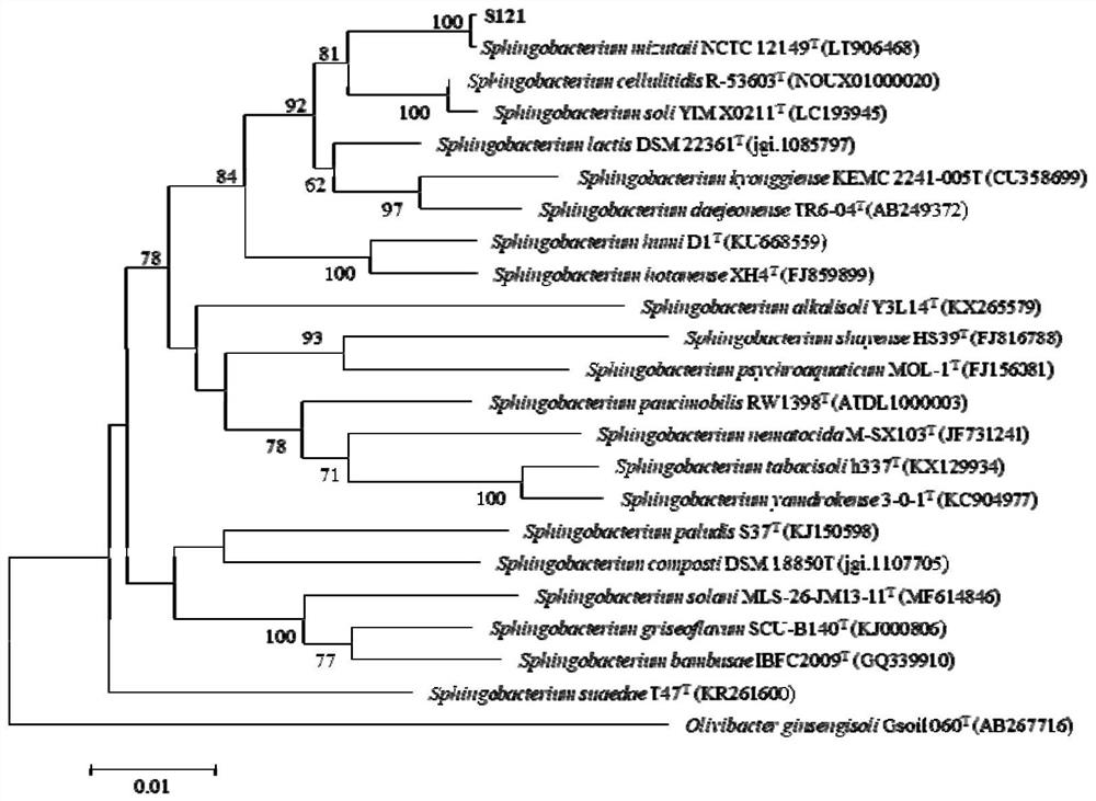 Sphingobacterium oryzae and application thereof