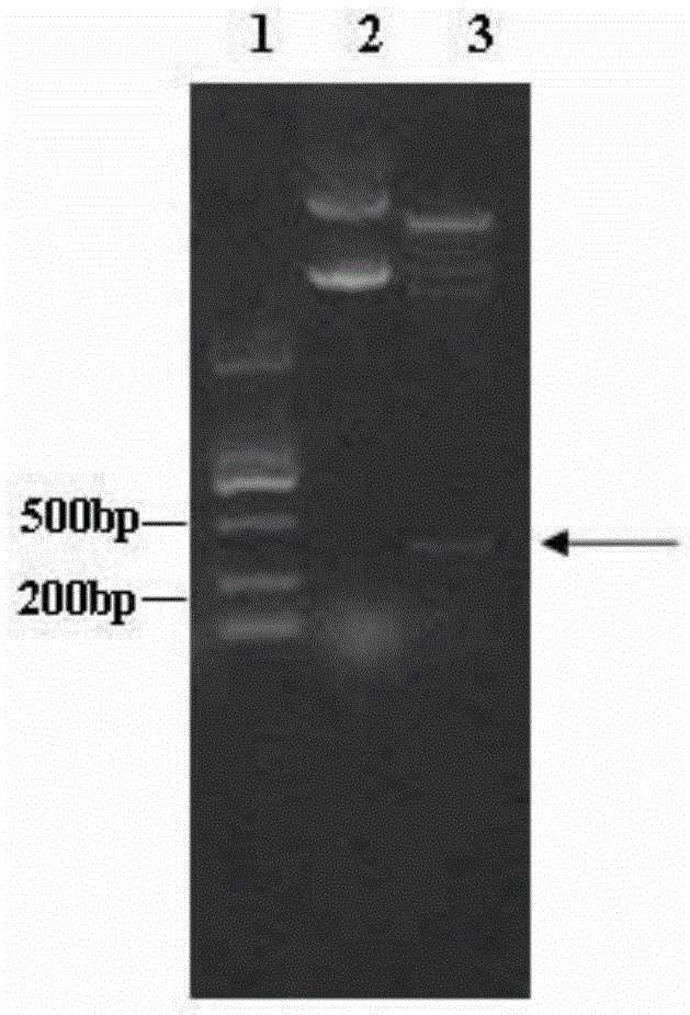 Engineering strain producing anti-fungal protein genes and application